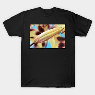 Lilium  &#39;Patricia&#39;s Pride&#39;  Asiatic lily  Flower bud T-Shirt